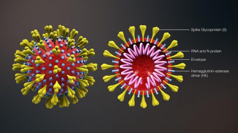 The COVID-19 Coronavirus, pictured above, has impacted society and the economy around the world. The virus has infected over 80,000 people, with most cases in China, and has killed nearly 3000. The outbreak has also had a large amount of cases in Iran, South Korea and Italy which have also resulted in several deaths.