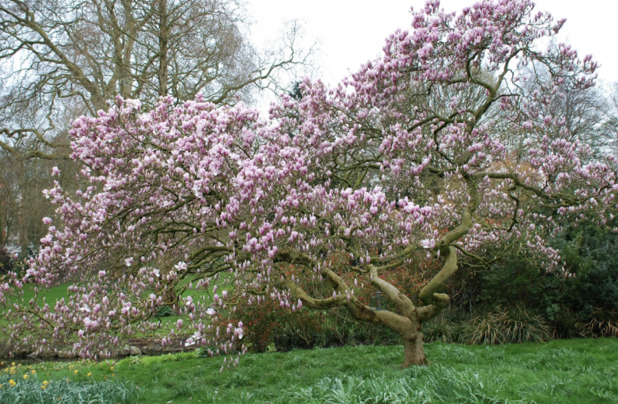 This Chinese Magnolia in Hyde Park is an example of “restoring our earth” which is this year’s Earth Day theme. To compensate for the destruction that climate change has caused, below are five actions that will help to repair nature and biodiversity.