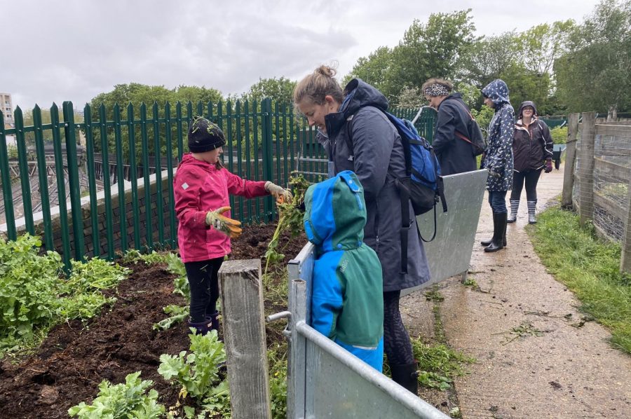 Community+members+garden+at+Kentish+Town+City+Farm+for+Community+Service+Day.+Groups+of+6+attended+various+sites+throughout+London+May+23.
