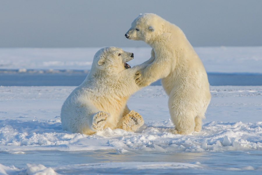 Young polar bears stick together over melting ice in northern Alaska. Melting ice can be a detrimental result of climate change towards animals habitats.